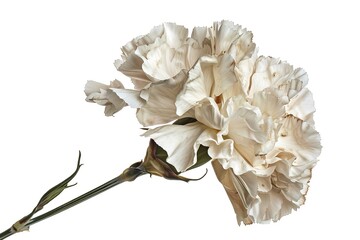 Dried flower illustrated carnation blossom