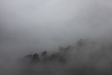 Fototapeta premium fog in the forest
