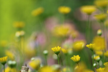 Fototapeta premium なかまと