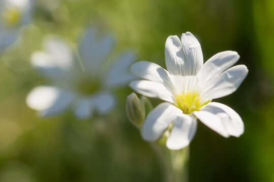 Yaskolka is a white close-up of Cerastium. Beautiful macro flowers on a blurred background. Low depth of field. Natural floral background for the design. A gentle spring greeting card. Gardening