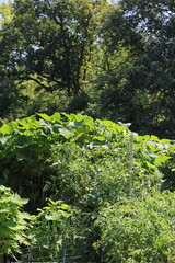 Lush summer plants in the overgrown vegetable garden.
