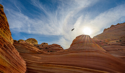 A vulture flies overhead at The Wave with a sun flare at midday in Coyote Buttes.
