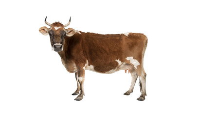 cow isolated on white