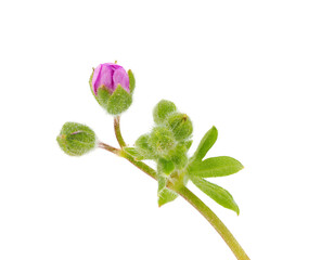 Small geranium isolated on white background, Geranium pusillum