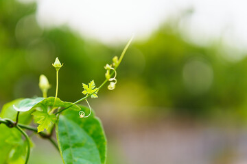 Closeup nature view of fresh green leaf on blur greenery background with copy space using as background and wallpaper concept