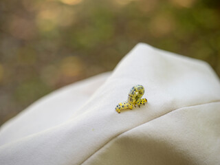 Obraz premium 白い帽子の上を歩くシャクトリムシ