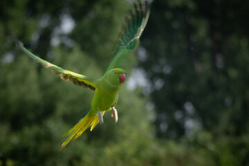 green winged macaw, Halsbandsittich 