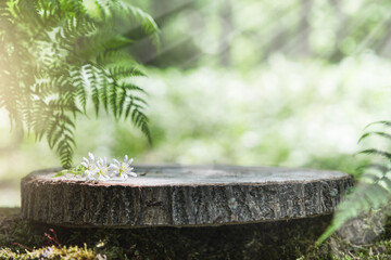 Empty wooden stand stump in moss with fern leaves and white flowers in outdoor natural green...