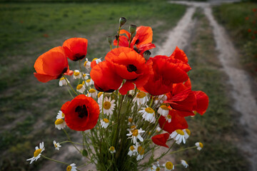 A bouquet of poppies and daisies in a woman's hand. Beautiful summer flowers in the warm rays of...