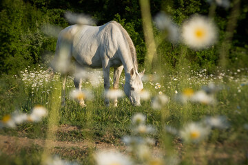 Horse chamomile field close-up. A beautiful white horse is grazing in the morning meadow. A...