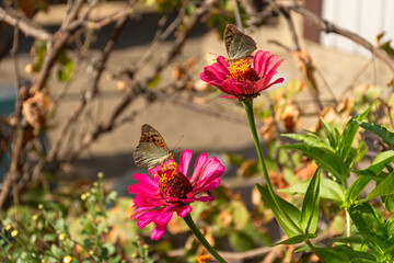 Beautiful butterfly Vanessa sits on a bright pink flower. Bright orange wings glow in the sunlight....