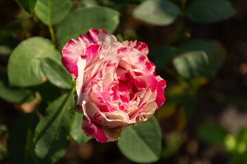 Pink roses close-up in the garden. A beautiful fragrant flower bloomed in a flower bed. Delicate rosebuds among green leaves. Growing on a private plot, the concept of gardening. Romantic flowers