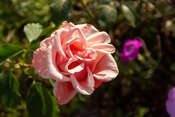 Pink roses close-up in the garden. A beautiful fragrant flower bloomed in a flower bed. Delicate...
