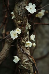 Vine outdoors blossom nature