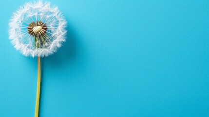  A solitary dandelion against a blue backdrop