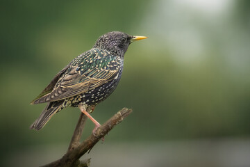 Star, Gartenv&ouml;gel 