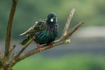 Star, Gartenv&ouml;gel