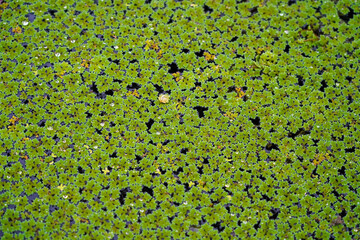 Mosquito fern aquatic floating , Water velvet fern , Azolla at farm garden.