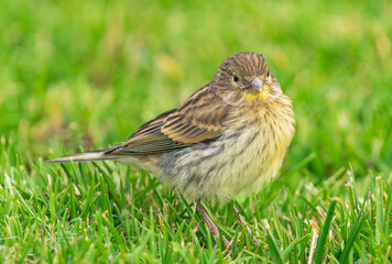 Atlantic canary, (Serinus canaria), standing on the green grass, close view, Tenerife, Canary islands