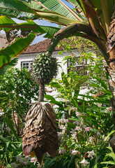 Abyssinian banana, (Ensete ventricosum), banana growing on the plant, surrounded by vegetation