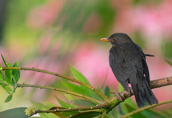 male common blackbird (Turdus merula cabrerae), on a branch, back view,  with green and pink vegetation background, Tenerife, Canary islands