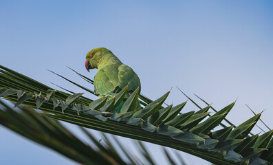 female rose ringed parakeet, (Psittacula krameri), perched on a palm leaf, rear view, in Tenerife, Canary islands, Spain