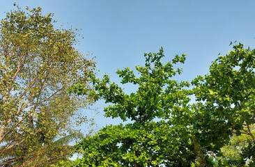 Green trees against blue sky background, nature photography