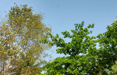 Green trees against blue sky background, nature photography