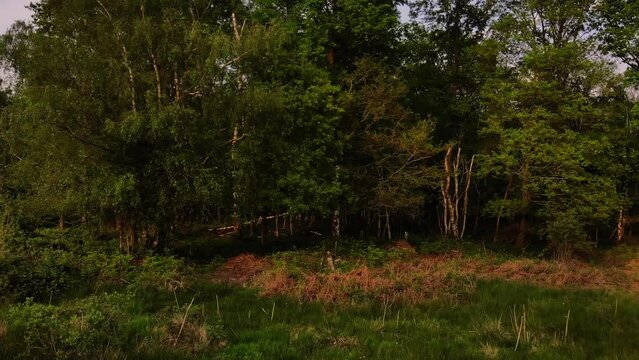 Woodland nature reserve in England wide aerial 