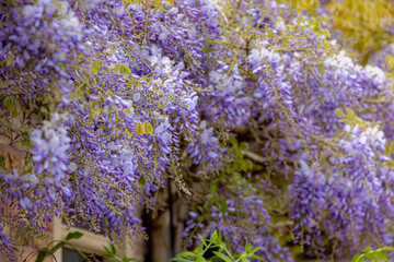 Wisteria sinensis flower or Blue rain, Wisteria is a genus of flowering plants in the legume family...