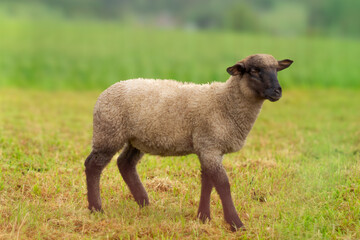 Sheep. A young lamb stands alone in a field on dry grass. Close-up of a postcard.