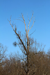 Tall dry old dead barren tree without any leaves rising above dense small trees at local forest on clear blue sky background
