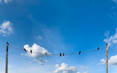 Birds perched on a power line