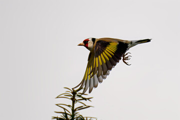 Fliegender Stieglitz