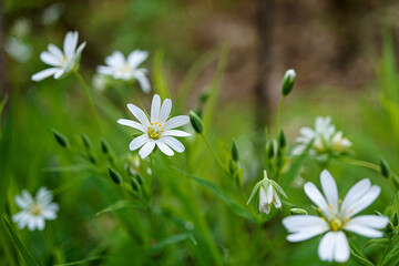 Gwiazdnica wielkokwiatowa  Białe kwiaty © Adrianna