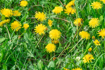 Meadow blooming yellow dandelion flowers in springtime. Details taraxacum officinale in springtime....