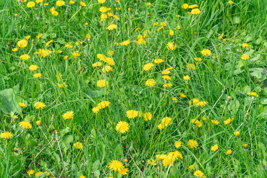 Meadow blooming yellow dandelion flowers in springtime. Details taraxacum officinale in springtime. Blowball used as medical herb and food ingredient. Edible fresh plants aster family or compositae.