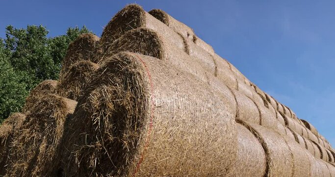 wheat straw collected in stacks after grain harvest, yellow straw from wheat after harvest for sale