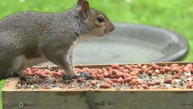 Grey Squirrel (Sciurus carolinensis) on a bird table, chased off by another from a garden bird table. May, Kent, UK. [Half speed]	