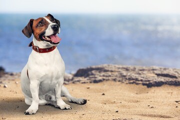 portrait of a cute domestic dog on a sunny day