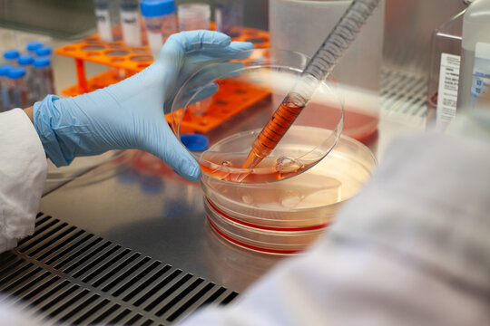 scientific research in laboratory, closeup hands with petri dish