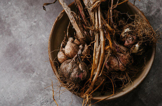 Freshly lifted new season garlic from the garden