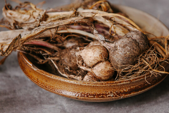 Freshly lifted new season garlic from the vegetable garden.