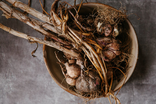 Freshly lifted new season garlic