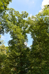 Eiche, Roteiche, Quercus rubra, Amerikanische Spitzeiche