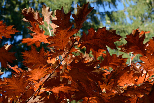 Eiche, Roteiche, Quercus rubra, Amerikanische Spitzeiche