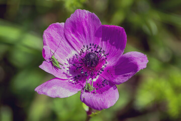crickets on the purple flower in the garden