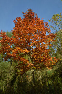 Eiche, Roteiche, Quercus rubra, Amerikanische Spitzeiche