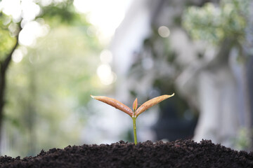 Closeup of Java apple tree sprout growing