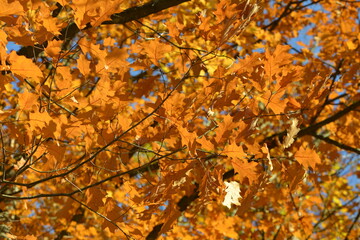 Eiche, Roteiche, Quercus rubra, Amerikanische Spitzeiche